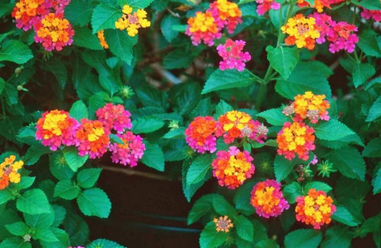 Lantana Heads perennials grown as half hardy annuals in most climates, or wintered over indoors can grow 10 feet in very warm climates