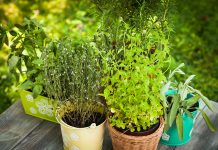 No More Mistakes – Important Tips To Care of Herbs As a gardener, you should know about care of herbs. The plants grown in gardens are all indigenous to one country or another
