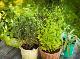 As a gardener, you should know about care of herbs. The plants grown in gardens are all indigenous to one country or another