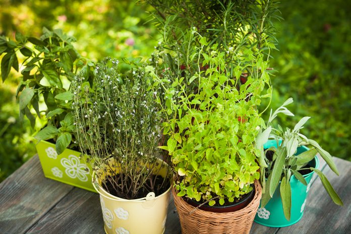 As a gardener, you should know about care of herbs. The plants grown in gardens are all indigenous to one country or another