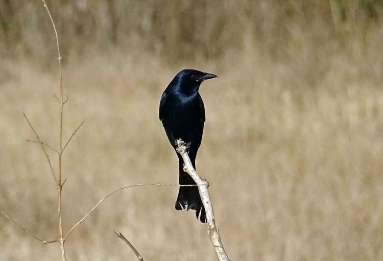 All black, the black drongo (Dicrurus macrocercus) is a small Asian passerine bird. This black bird belongs to drongo family Dicruridae. 