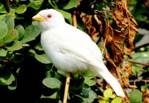 The Rarest White Birds Albino House Sparrow One of the world's rarest White Bird is Albino House Sparrow. Most White Wild Birds seen are leucistic, lacking pigment.