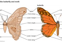 What is Difference Between a Butterfly and Moth?