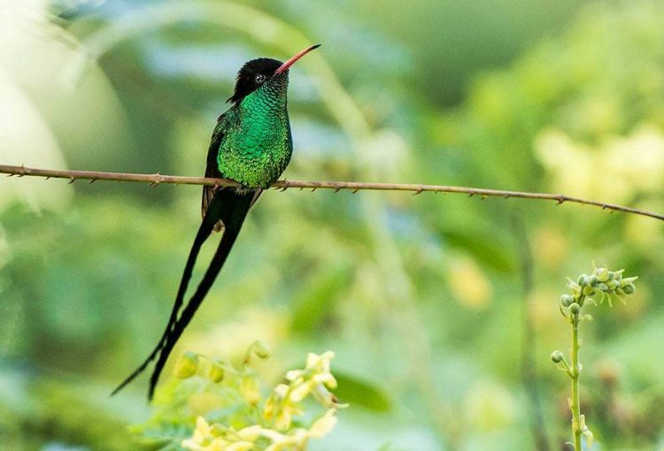 2 12 Red-billed streamertail