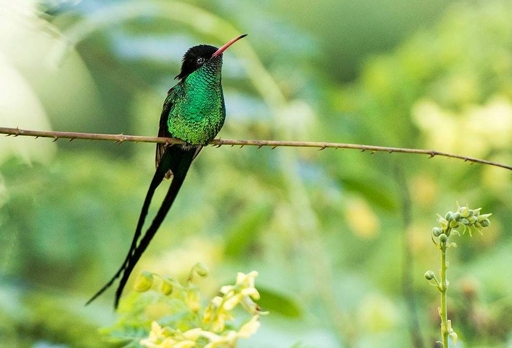 The Red-billed Streamertail