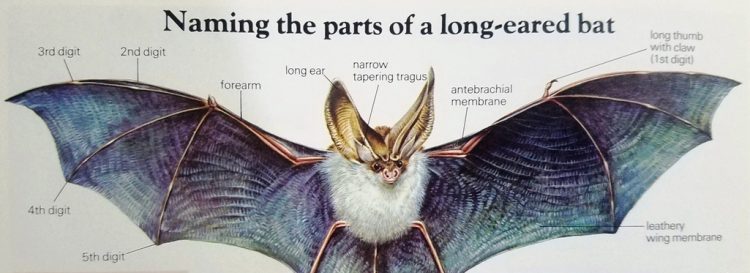 The name of the Bat with Long Ears is an understatement: the ears are huge almost as long as the rest of the body and they play a vital role in the detection of prey.