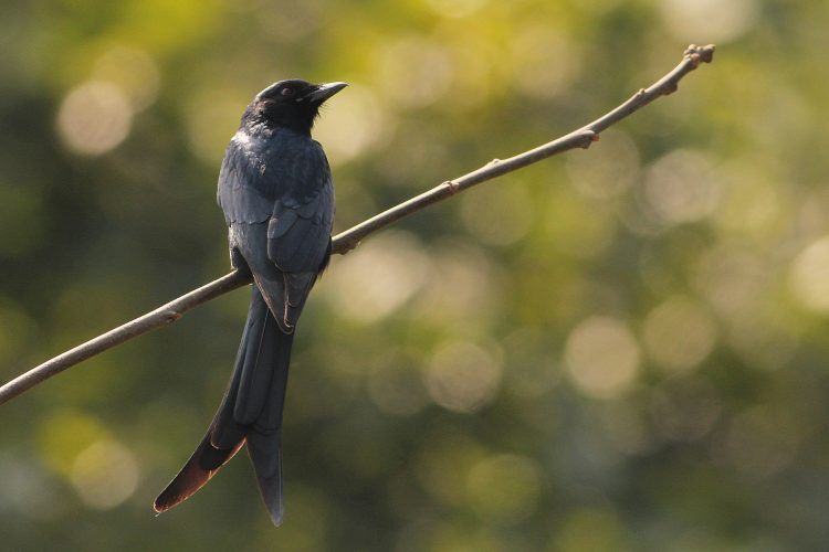 The Black Drongo has distinctive formed tail. It feeds on insects and measure 28c in length. 