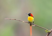 The Fire-tailed Sunbird