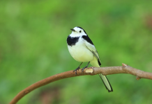 Stunning Black and White Wagtails