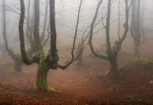 Spanish Mystic Forest Gorbea Natural Park