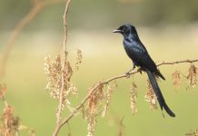 Black Drongo – Black Bird With a Distinctive Forked Tail This wholly black bird is common in open agricultural areas and light forest, perching conspicuously on a bare perch or along power lines.
