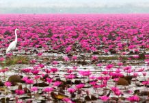 The Incredible Pink Flowers Lotus Lake