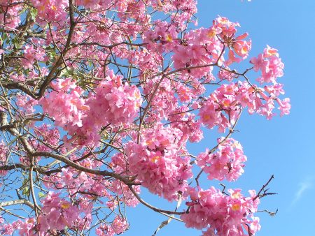 Tabebuia tree care is very easy, perfect and breezy in warmer zones in many locations and has no root problems.