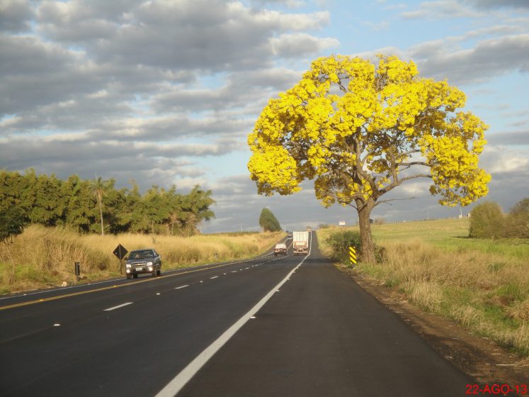 Tabebuia trees are attractive and adjust too many growing conditions. Adding this tree to your landscape is worth as the rewards are great and the care is minimal.