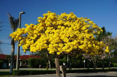 Tabebuia are not very messy and have never had to rake the leaves as they fall gradually over time. 