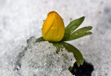 Aconite Eranthis Hyemalis Flower