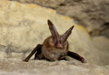The Bat with Big Ears