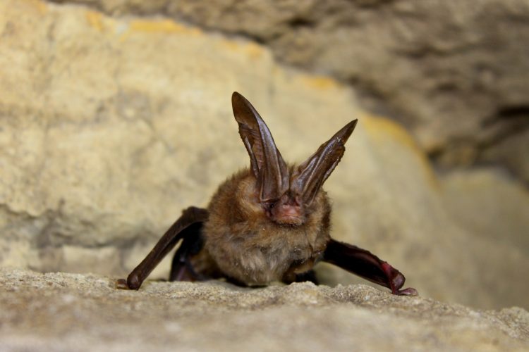 Virginia big eared bat female Bat with Big Ears