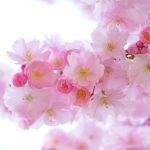 japanese cherry trees flowers