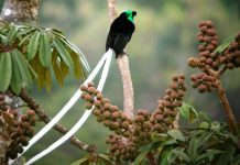 Ribbon-Tailed Astrapia – Most Beautiful Bird of Paradise