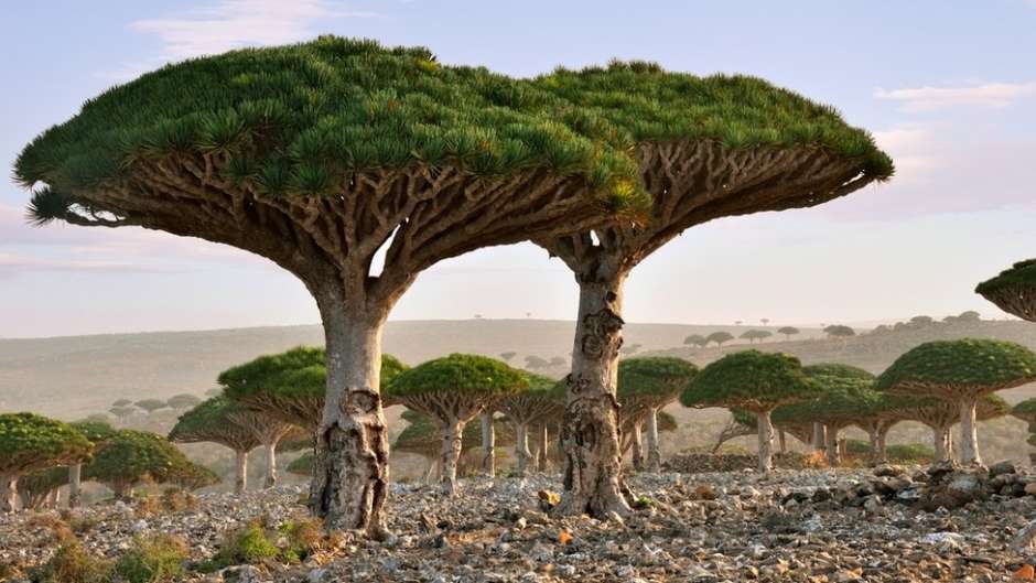 The Alien Beauty of Socotra Island - Charismatic Planet