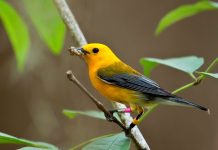 Prothonotary Warbler: The Dazzling Bird You Need to See in North America
