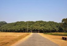 The Great Banyan Tree of India
