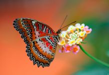 Butterfly Classification: How are They Named?