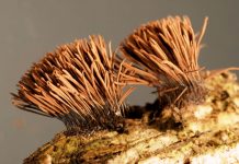 Stemonitis Axifera – A Species of Slime Mold