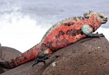 Marine Iguanas – The Most Disgusting Clumsy Lizards