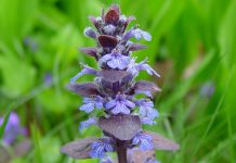 Ajuga Reptans – A Fast Growing Plant