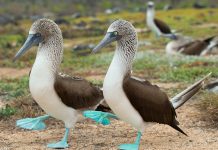 Blue-Footed Booby – Pride Due to Marvelous Feet