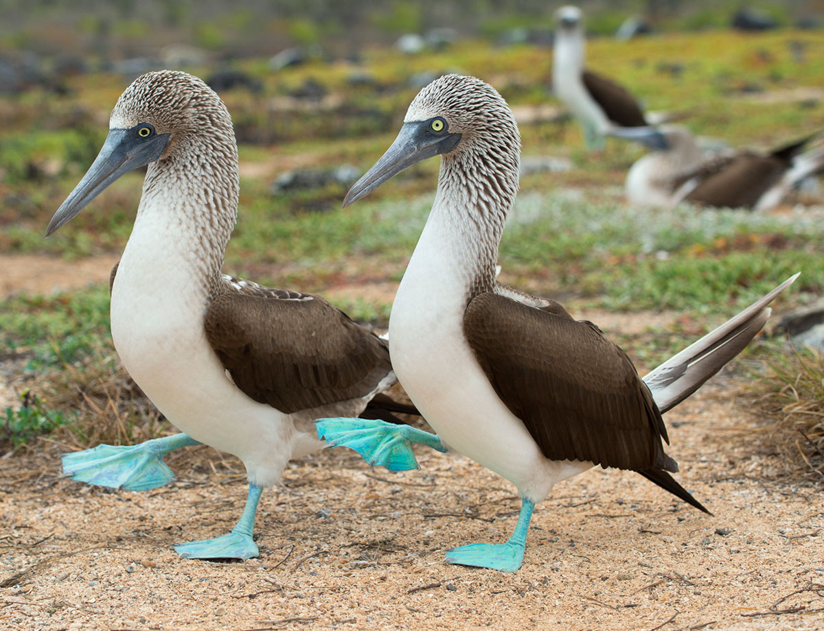 Image result for blue footed boobies