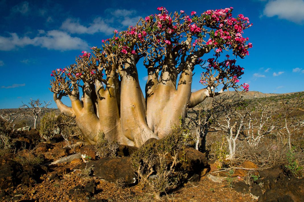 Socotra desert rose (adenium obesum sokotranum)on rocky outcrop in Haghir Mountains, Socotra Island, Yemen.
