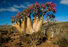 The Alien Beauty of Socotra Island Socotra desert rose (adenium obesum sokotranum)on rocky outcrop in Haghir Mountains, Socotra Island, Yemen.