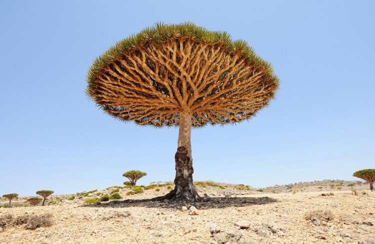 Dragon tree (Dracaena cinnabari) in Socotra island, Yemen. (alex7370)