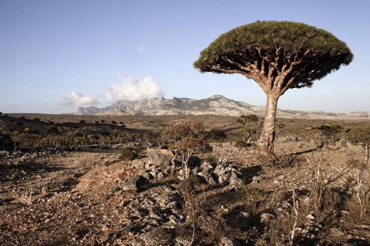 SOCOTRA ISLAND, YEMEN - MARCH 11: A Dragoon tree is seen in Diksam Plateaux on March 11, 2011 in Socotra Island, Yemen. The Socotran Archipelago is one of the greatest treasures of biodiversity. Located about 400 km south of the mainland in the Indian Ocean, it's is of continental origin, formed as part of the same process of continental drift that shaped the Arabian Peninsula. The archipelago comprised four island: the main island of Socotra and three smaller islands, knows as "the brothers". The main island of Socotra covering an area of 3,626 Km square, consists of coastal plains, inland limestone plateaux and the Haghier Mountains in the Northwest, which reach a height of 1525 meters. The climate is arid, with seasonal monsoons occurring from March to May. An estimated 30% of the island chain's plant life is endemic, as many of the birds from there and not all of the region's animal spices have been identified and the waters surrounding the archipelago are relatively unexplored. Yemen is one of a number of countries in the North African and Middle east region that have seen increasing unrest since the presidents of Egypt and Tunisia were ousted in popular revolts earlier this year. The protest against President Ali Abdullah Saleh's 32-year rule have left about 30 people dead since the beginning of the year 2011. Hundreds of police moved in, using tear gas, water cannons and live bullets in Tahrir Square, where protesters have been camping out for weeks. The protesters, fed up with corruption, poverty and a lack of political freedom, have rejected Mr Saleh's offers to form a national unity government and demanded that he step down. The president also faces a separatist movement in the South, a branch of al-Qaeda, and a periodic conflict with Shia tribes in the North. (Photo by Marco Di Lauro/Getty Images)