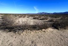 King Clone – The Oldest Living Thing on Earth