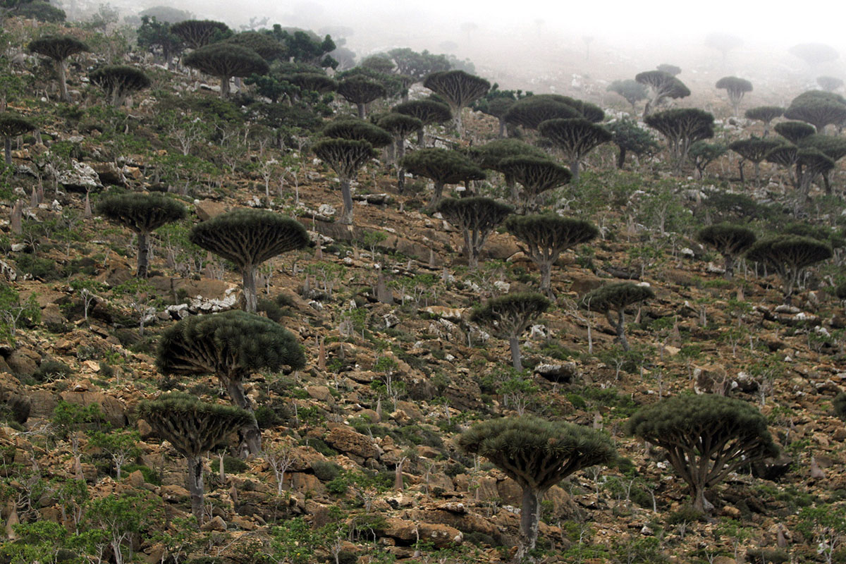 Dragon's Blood trees, known locally as Dam al-Akhawain or blood of the two brothers, are pictured on Socotra island