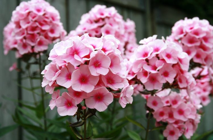 Phlox paniculata flower Phlox Flower