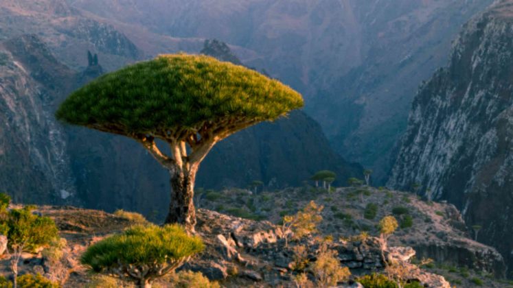 The Alien Beauty of Socotra Island - Charismatic Planet