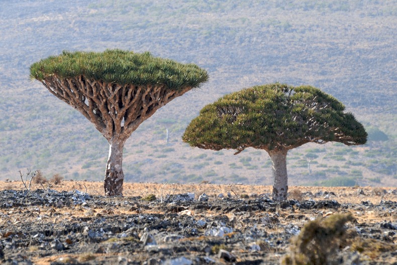 Socotra Island is swarming more than 800 rare species of plants of which more than a third are endemic.