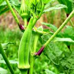 Okra is grown for its edible seed pods, a handsome plant to have in the vegetable garden. It has showy pale yellow flowers with red centers not unlike a hollyhock.