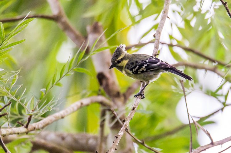 This species is very active and agile feeder. The bird Food includes small invertebrates and larvae to eat fruits, taking insects and spiders from the canopy. 