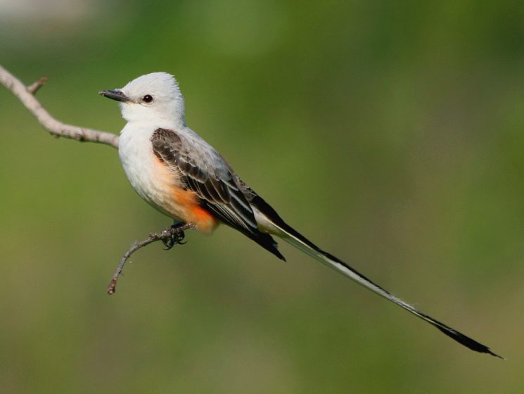 31 Scissor-tailed Flycatcher