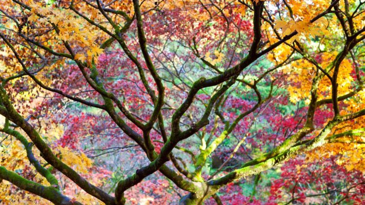 32 Crimson Leaves