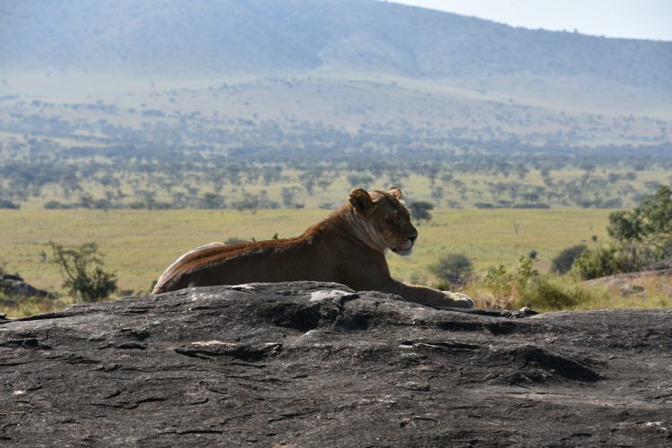 Kopjes are scattered throughout Serengeti, one particular kopje found much publicity for providing inspiration for some of the scenes in the movie “The Lion King” later named it Simba Kopje.