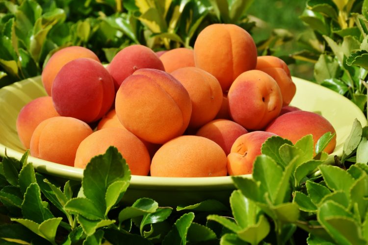 Apricots Apricots