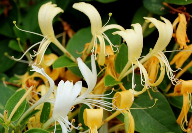 The Exotic Honeysuckle Plant