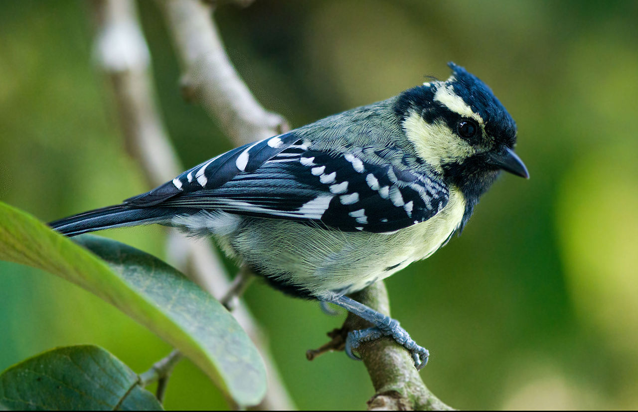 The bird is an easy tit to recognize in most of India. Because, the large crest, neck, throat and head are black with yellow cheeks and supercilia.